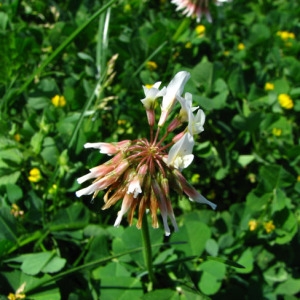 Photographie n°35278 du taxon Trifolium repens L.