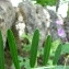  Catherine MAHYEUX - Vicia onobrychioides L. [1753]