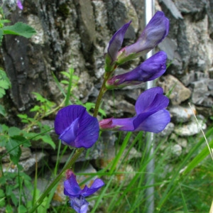 Photographie n°35280 du taxon Vicia onobrychioides L. [1753]