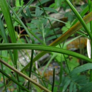 Photographie n°35281 du taxon Vicia onobrychioides L. [1753]