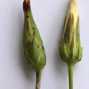  - Scorzonera hispanica subsp. glastifolia (Willd.) Arcang. [1882]
