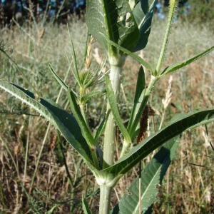 Photographie n°35471 du taxon Dipsacus fullonum L. [1753]