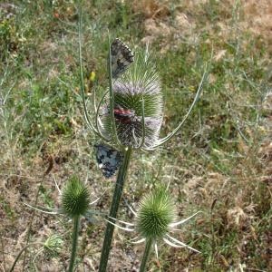 Photographie n°35475 du taxon Dipsacus fullonum L. [1753]