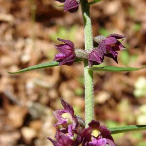 Photographie n°35511 du taxon Epipactis atrorubens (Hoffm.) Besser [1809]