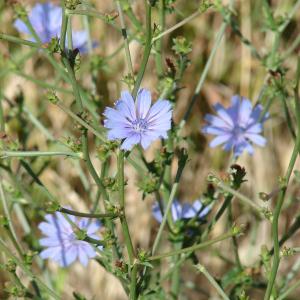 Photographie n°35515 du taxon Cichorium intybus L. [1753]