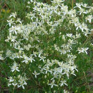 Photographie n°35516 du taxon Clematis flammula L.