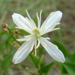 Photographie n°35517 du taxon Clematis flammula L.