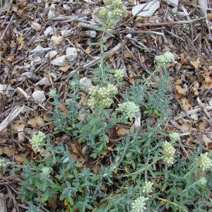 Photographie n°35520 du taxon Teucrium polium L. [1753]