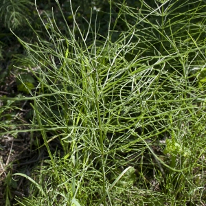 Photographie n°35526 du taxon Equisetum arvense L. [1753]