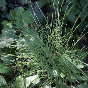 Photographie n°35527 du taxon Equisetum arvense L. [1753]