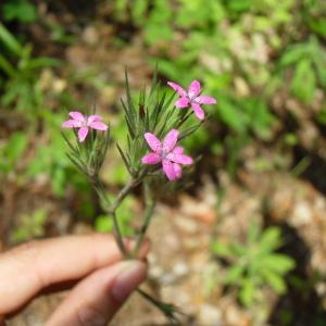 Photographie n°35530 du taxon Dianthus armeria L. [1753]