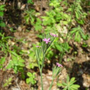 Photographie n°35531 du taxon Dianthus armeria L. [1753]