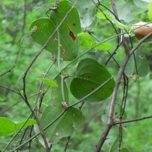 Photographie n°35532 du taxon Smilax aspera L. [1753]