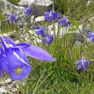 Photographie n°35535 du taxon Aquilegia bertolonii Schott [1853]