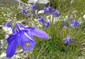  Jean-Louis CHEYPE, le 11 juin 2011 (Montagne de Lure)