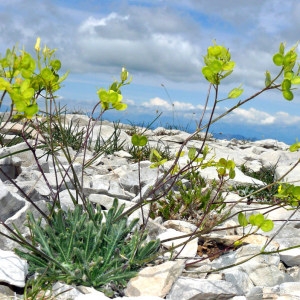 Biscutella laevigata subsp. coronopifolia proles brevicaulis var. petraea (Jord.) Rouy & Foucaud (Biscutelle à tiges courtes)