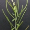  Bertrand BUI - Epilobium tetragonum subsp. lamyi (F.W.Schultz) Nyman [1879]