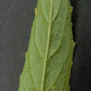 Photographie n°35541 du taxon Epilobium tetragonum subsp. lamyi (F.W.Schultz) Nyman [1879]