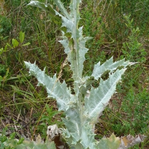 Photographie n°35552 du taxon Onopordon acanthium sensu auct.