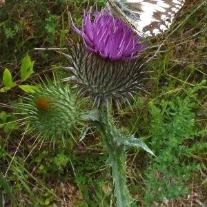 Photographie n°35553 du taxon Onopordon acanthium sensu auct.