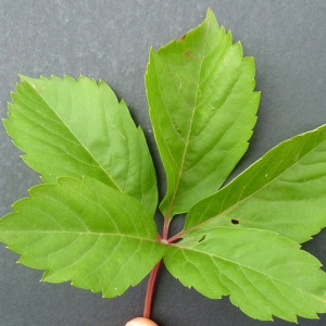 Photographie n°35555 du taxon Parthenocissus inserta (A.Kern.) Fritsch [1922]