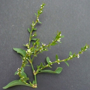 Photographie n°35557 du taxon Polygonum aviculare L. [1753]