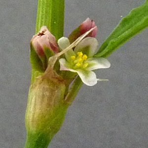 Photographie n°35560 du taxon Polygonum aviculare L. [1753]