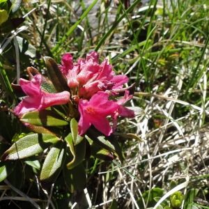 Photographie n°35570 du taxon Rhododendron ferrugineum L. [1753]