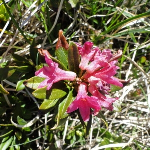 Photographie n°35571 du taxon Rhododendron ferrugineum L. [1753]