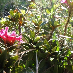 Photographie n°35573 du taxon Rhododendron ferrugineum L. [1753]