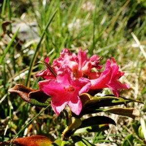 Photographie n°35574 du taxon Rhododendron ferrugineum L. [1753]