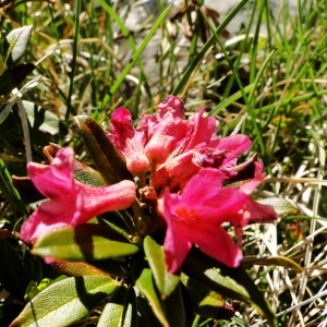 Photographie n°35575 du taxon Rhododendron ferrugineum L. [1753]