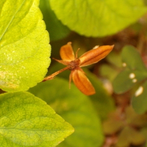 Photographie n°35586 du taxon Viola reichenbachiana Jord. ex Boreau [1857]