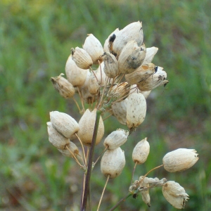 Photographie n°35600 du taxon Silene inflata Sm. [1800]