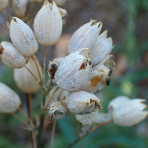 Photographie n°35601 du taxon Silene inflata Sm. [1800]