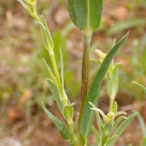 Photographie n°35603 du taxon Silene inflata Sm. [1800]