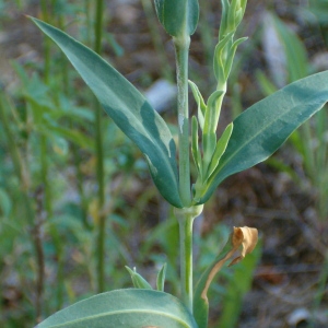 Photographie n°35604 du taxon Silene inflata Sm. [1800]