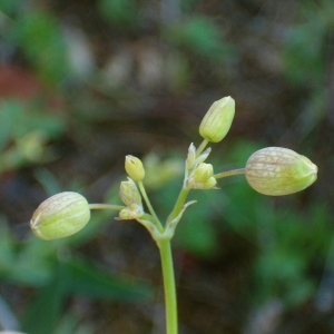 Photographie n°35606 du taxon Silene inflata Sm. [1800]