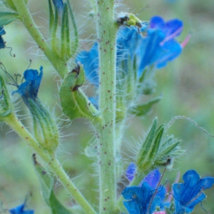 Photographie n°35610 du taxon Echium vulgare L. [1753]