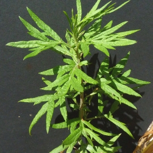 Photographie n°35612 du taxon Artemisia verlotiorum Lamotte [1877]