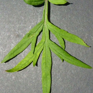 Photographie n°35613 du taxon Artemisia verlotiorum Lamotte [1877]