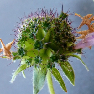 Photographie n°35617 du taxon Knautia timeroyii subsp. collina (Schübler & G.Martens) Breistr. [1940]