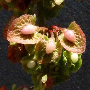 Photographie n°35622 du taxon Rumex cristatus DC. [1813]