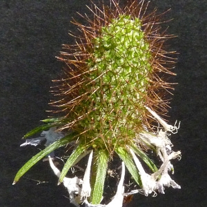 Photographie n°35629 du taxon Sixalix atropurpurea subsp. maritima (L.) Greuter & Burdet [1985]
