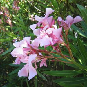 Photographie n°35643 du taxon Nerium oleander L.