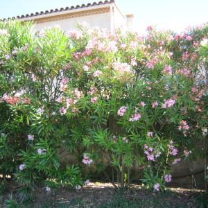 Photographie n°35645 du taxon Nerium oleander L.