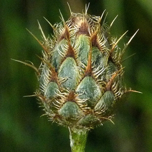 Centaurea cicutifolia Hornem. (Centaurée des collines)