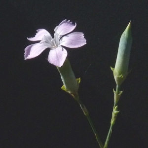 Photographie n°35652 du taxon Dianthus sylvestris var. godronianus (Jord.) Kerguélen [1987]