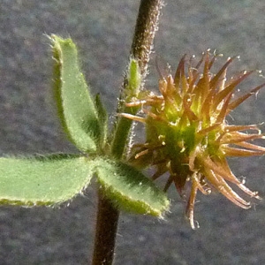 Photographie n°35654 du taxon Medicago minima (L.) L. [1754]