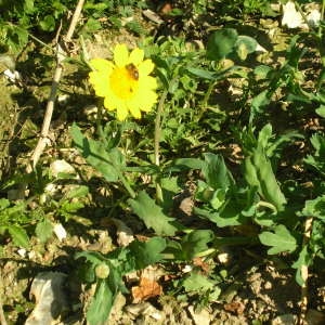 Photographie n°35663 du taxon Glebionis segetum (L.) Fourr. [1869]